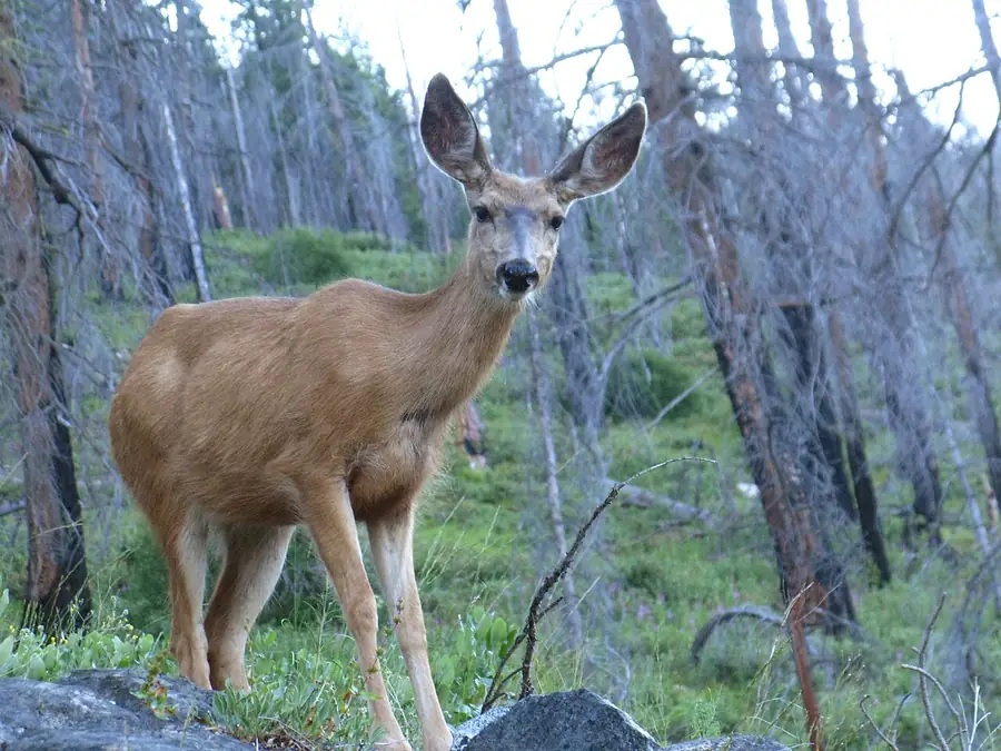 Ein Hirsch zwischen neuem Grün in einem verbrannten Wald