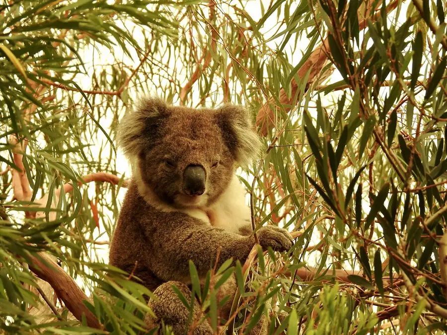 Ein Koala, der die Buschbrände bei Mallacoota überlebt hat