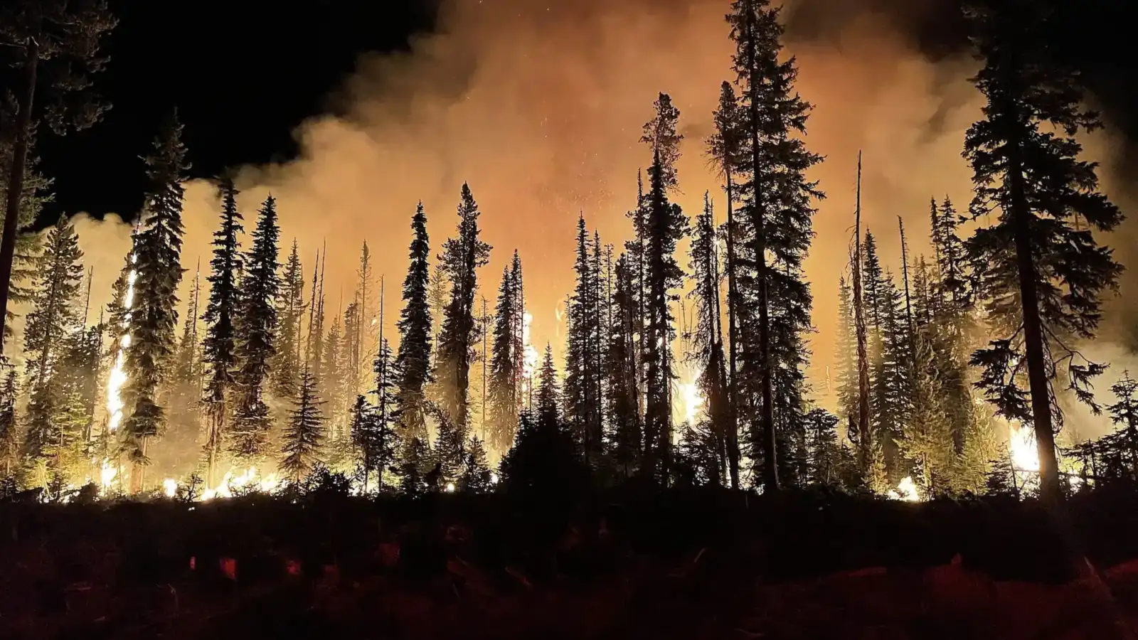 Ein Waldbrand, der nachts durch einen Nadelwald zieht